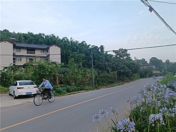 IM电竞 电子竞技平台大足：绿树鲜花扮靓路域环境 道路景观焕然一新(图2)