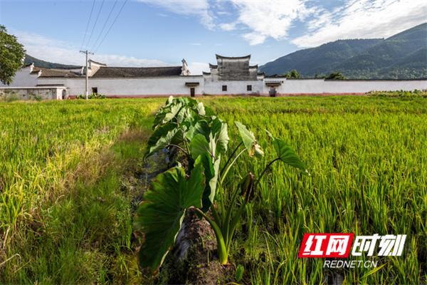 永州·传统村落丨周家大院：深藏在湘南的民间“故宫”IM电竞 IM电竞平台(图10)