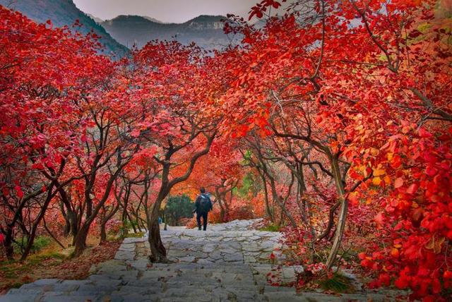 潍有秋色丨漫山红IM电竞 IM电竞平台遍沉醉在层林浸染的石门坊景区(图3)