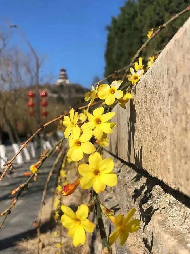 IM电竞 电子竞技平台相约春天这份石景山踏青指南送给您(图5)