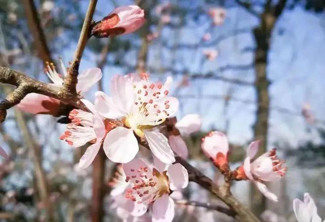 IM电竞 电子竞技平台相约春天这份石景山踏青指南送给您(图13)