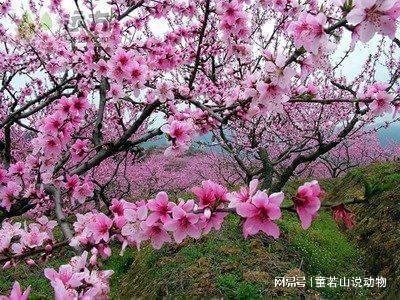 IM电竞 IM电竞平台浙江绝美景区走红集摩崖石刻和神话传说于一体有世外仙境之称(图4)