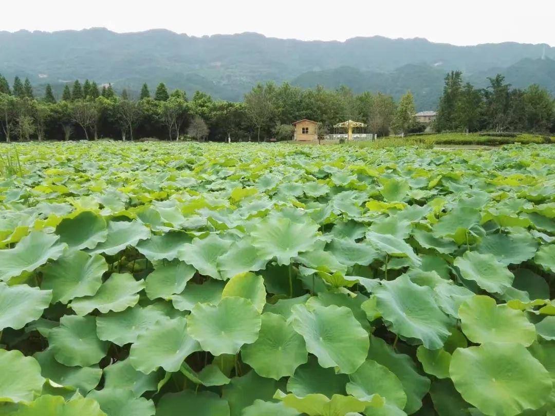 IM电竞 电子竞技平台重庆含金量最高的5A景区——大足石刻但游客引得来却留不住(图8)